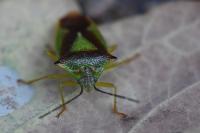 Acanthosoma haemorrhoidale