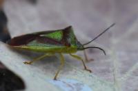 Acanthosoma haemorrhoidale