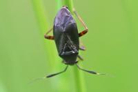 Capsus ater