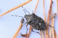 Rhaphigaster nebulosa