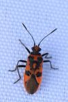Corizus hyoscyami