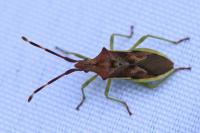 Gonocerus juniperi