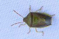 Piezodorus lituratus