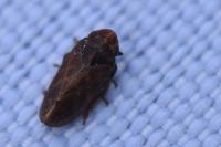 Tettigometra impressopunctata