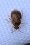 Deraeocoris lutescens