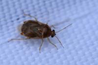 Deraeocoris lutescens