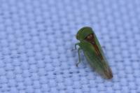 Viridicerus ustulatus