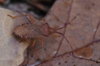 Gonocerus acuteangulatus