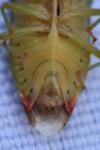 Elasmostethus interstinctus