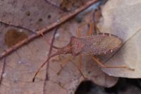 Gonocerus acuteangulatus