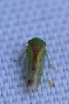 Viridicerus ustulatus