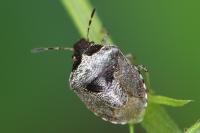 Stagonomus venustissimus