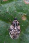 Dictyla humuli
