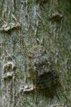 Ledra aurita