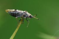 Tingis cardui