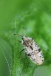 Tingis cardui