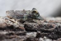 Ledra aurita