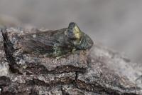 Ledra aurita