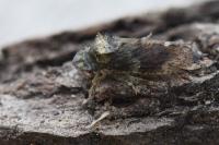Ledra aurita