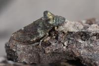 Ledra aurita
