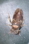 Ledra aurita