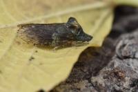 Ledra aurita