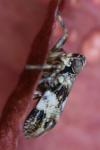 Issus coleoptratus