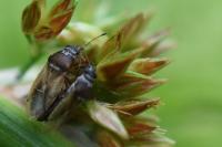 Cymus melanocephalus