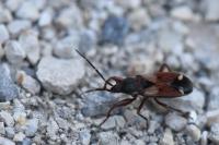 Eremocoris abietis