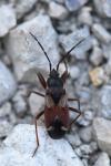 Eremocoris abietis