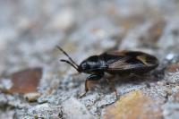 Megalonotus praetextatus