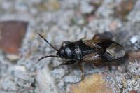 Megalonotus praetextatus