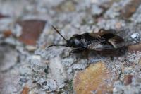 Megalonotus praetextatus