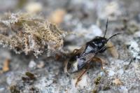 Megalonotus praetextatus