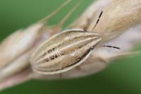 Aelia acuminata