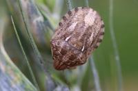 Eurygaster
