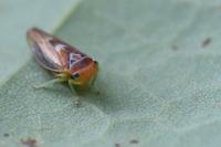 Populicerus
