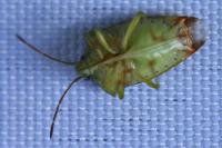 Elasmostethus interstinctus