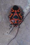 Eurydema ornata