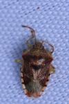 Elasmucha grisea