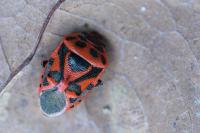 Eurydema ornata