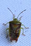 Elasmostethus interstinctus