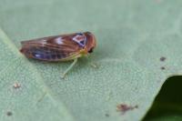 Populicerus