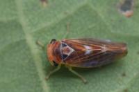 Populicerus