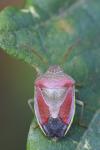 Piezodorus lituratus