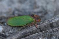 Iassus lanio
