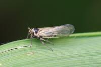 Javesella