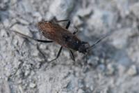 Panaorus adspersus