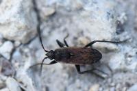 Panaorus adspersus