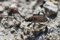 Panaorus adspersus